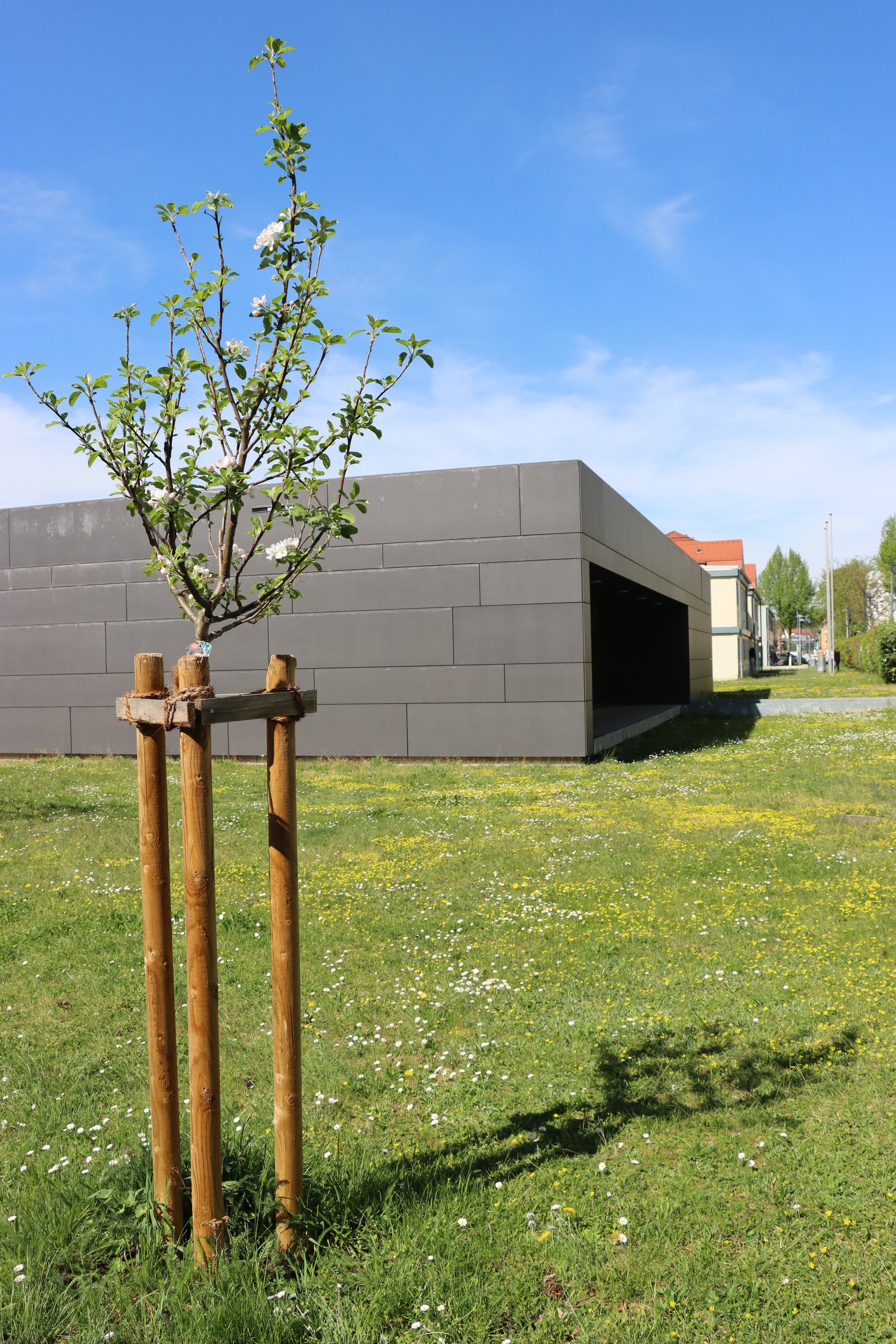 240411_Apfelbaum_Anja_Möbius.JPG Blühender Apfelbaum im Frühjahr 2024, gepflanzt zur Eröffnungsfeier des SIVIM am 23.05.2023